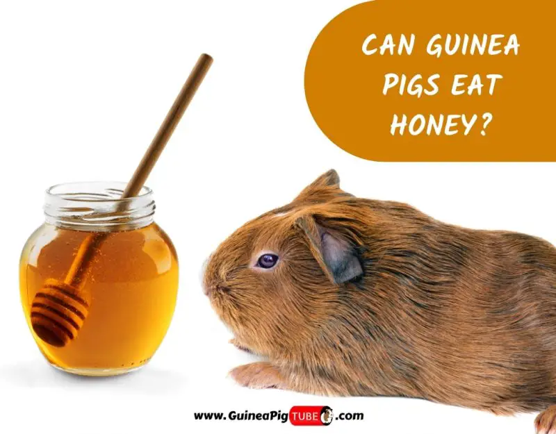 Can Guinea Pigs Eat Honey_2