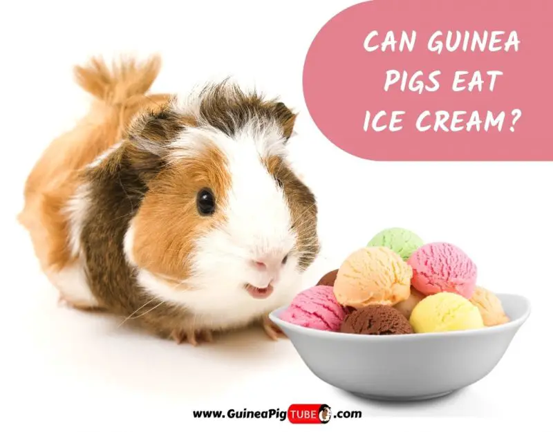 Can Guinea Pigs Eat Ice Cream_