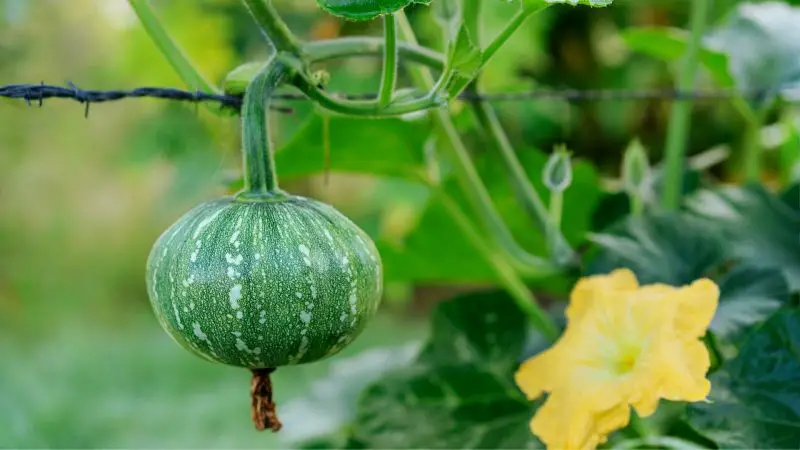 Can Guinea Pigs Eat Kent Pumpkin