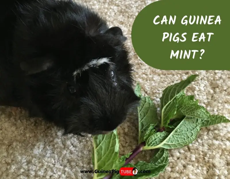 Can Guinea Pigs Eat Mint_