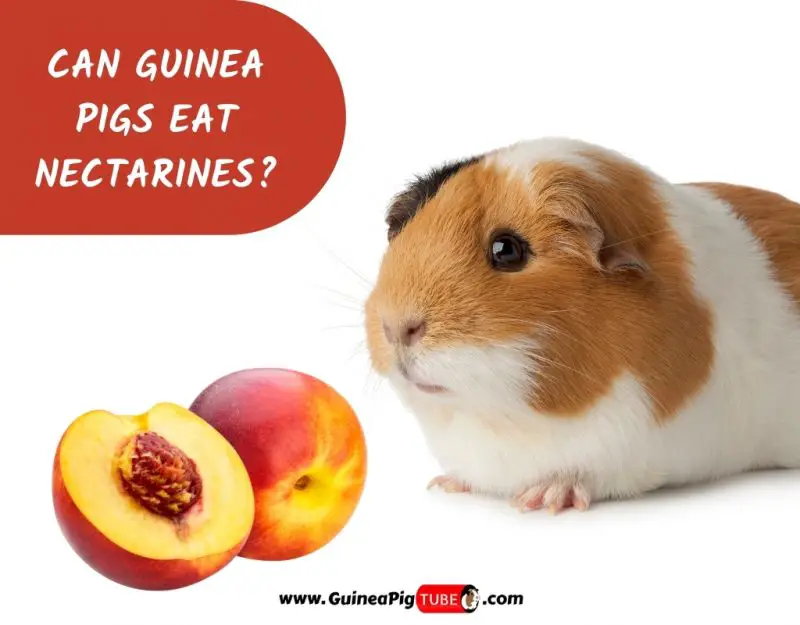 Can Guinea Pigs Eat Nectarines_