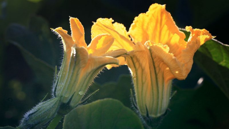 Can Guinea Pigs Eat Pumpkin Flowers