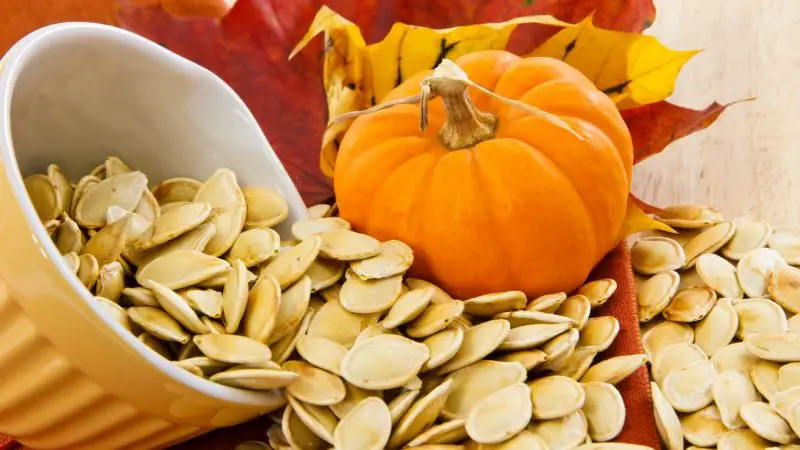 Can Guinea Pigs Eat Pumpkin Seeds