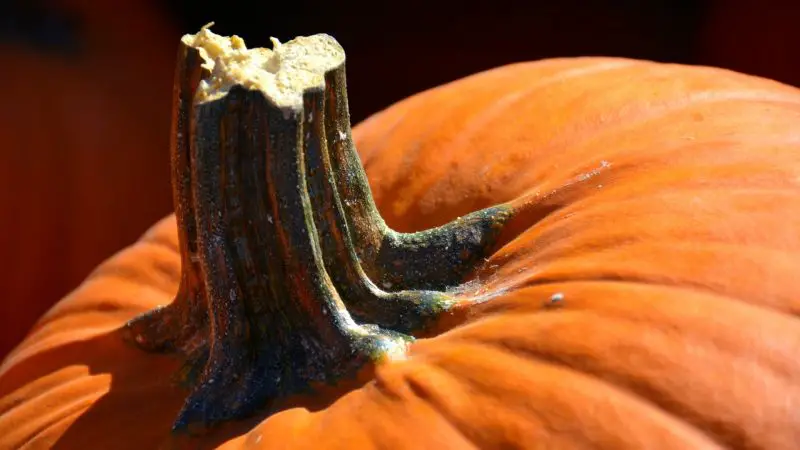 Can Guinea Pigs Eat Pumpkin Stem