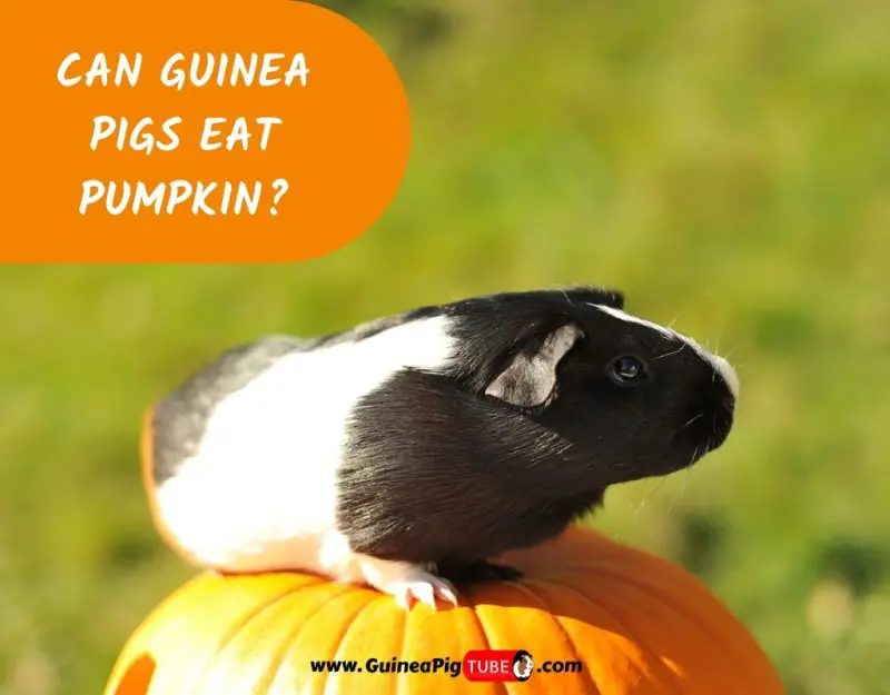 Can Guinea Pigs Eat Pumpkin