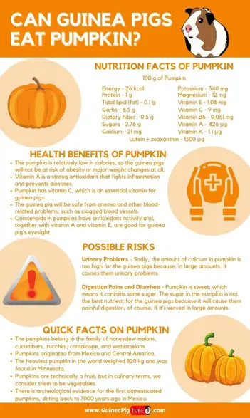 Can Guinea Pigs Eat Pumpkin Benefits Risks Serving Size More Guinea Pig Tube