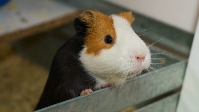 Can Guinea Pigs Jump Out of the Cage