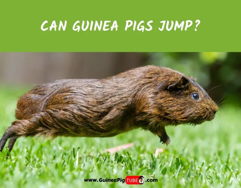 Can Guinea Pigs Jump_