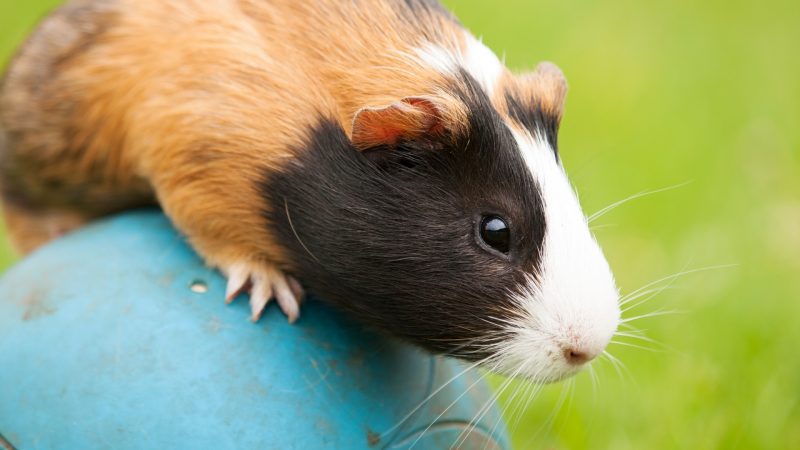 Do Guinea Pigs Jump