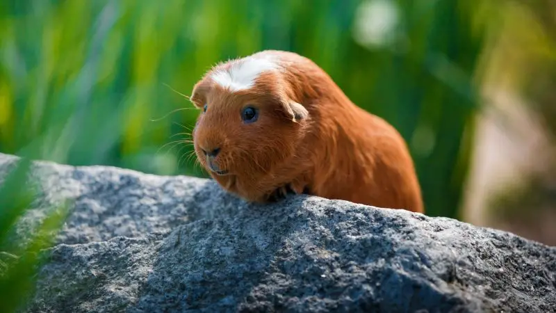 How High Can Guinea Pigs Jump