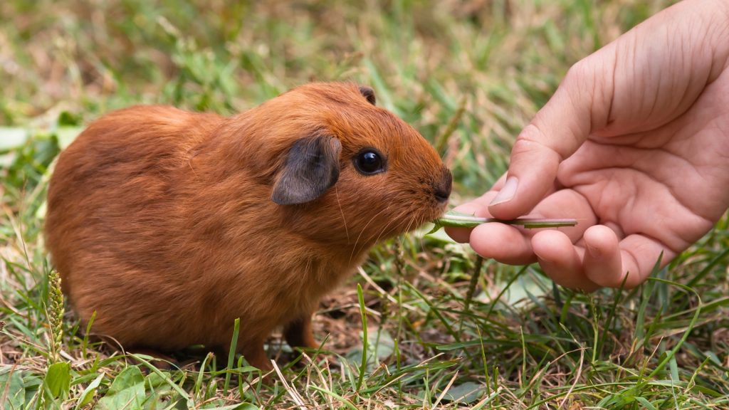 How to Train Your Guinea Pig to Jump