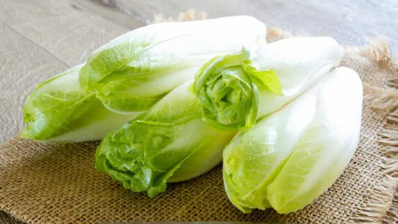 Is Endive Good for Guinea Pigs Health Benefits