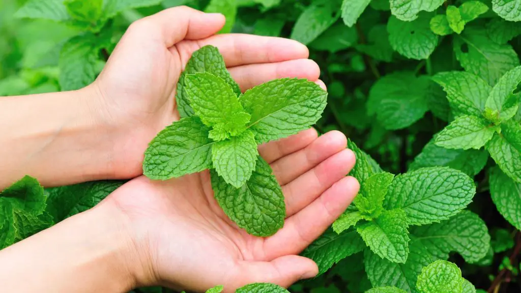 Is Mint Healthy for Guinea Pigs Health Benefits