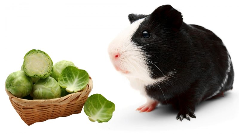 More Information About Brussels Sprouts and Guinea Pigs