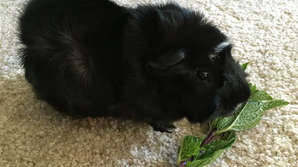 More Information About Guinea Pigs and Mint