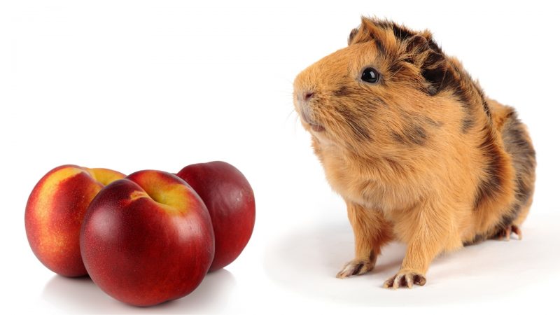 More Information About Guinea Pigs and Nectarines