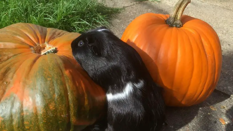 More Informtion About Guinea Pigs and Pumpkin