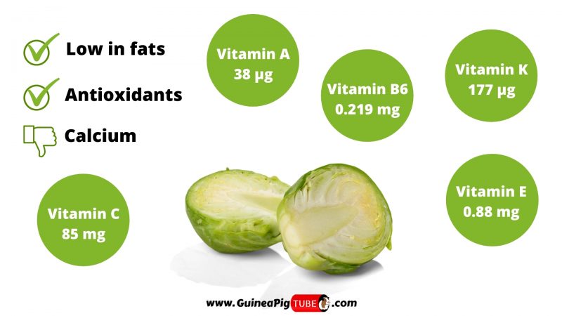 Nutrition Facts of Brussels Sprouts for Guinea Pigs