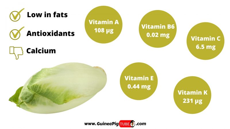 Nutrition Facts of Endive for Guinea Pigs