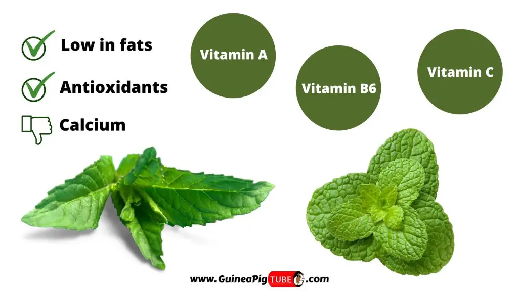 Nutrition Facts of Mint for Guinea Pigs