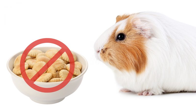Risks to Consider When Feeding Crackers to Guinea Pigs