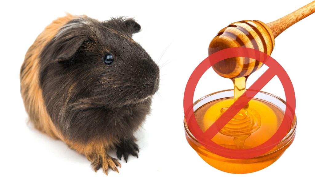 Risks to Consider When Feeding Honey to Guinea Pigs