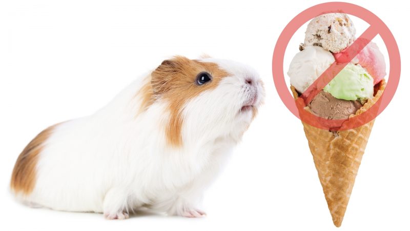 Risks to Consider When Feeding Ice Cream to Guinea Pigs