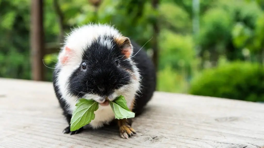 Risks to Consider When Feeding Mint to Guinea Pigs