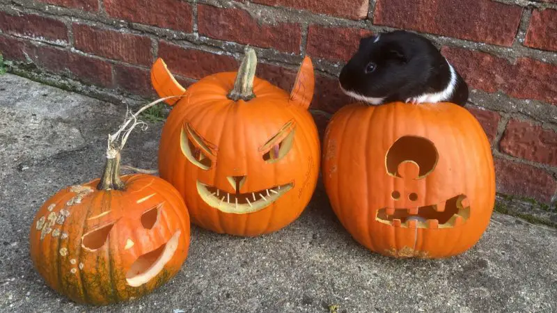 Risks to Consider When Feeding Pumpkin to Guinea Pigs
