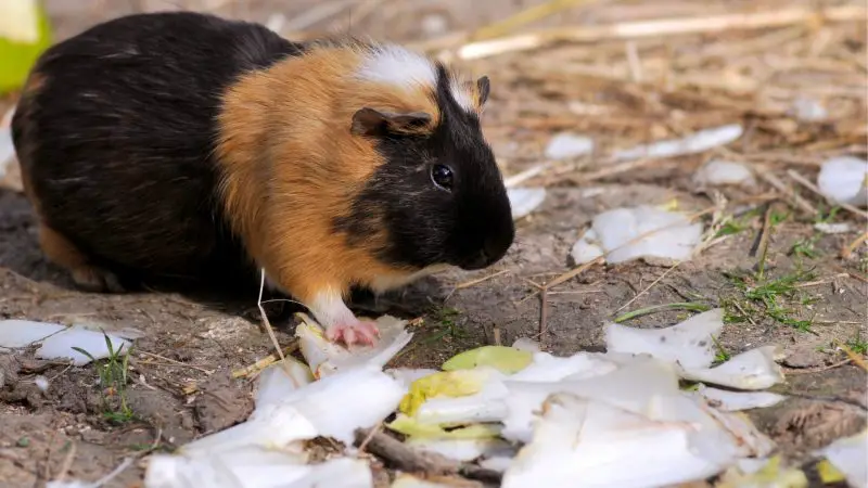 Serving Size and Frequency of Endives for Guinea Pigs