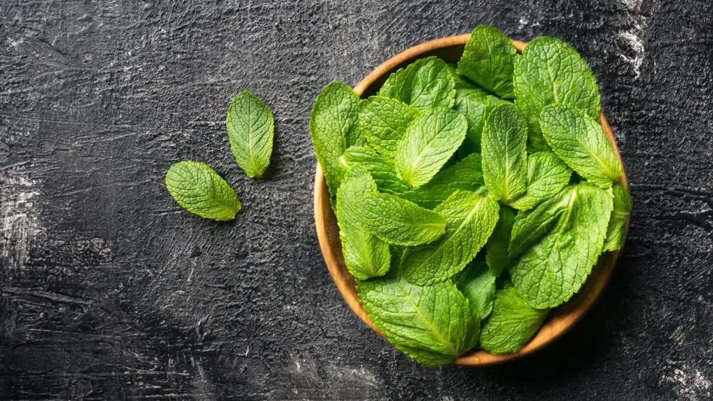 Serving Size and Frequency of Mint for Guinea Pigs