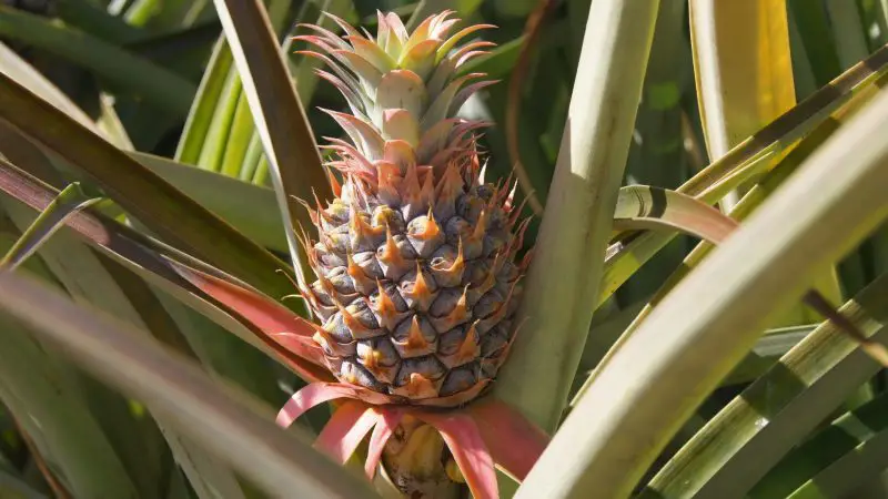 Are Pineapple Stems Poisonous to Guinea Pigs