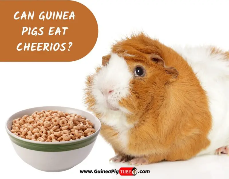 Can Guinea Pigs Eat Cheerios_