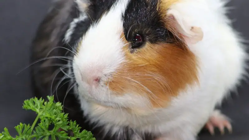 Can Guinea Pigs Eat Curly Parsley