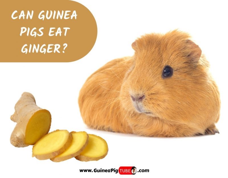 Can Guinea Pigs Eat Ginger_