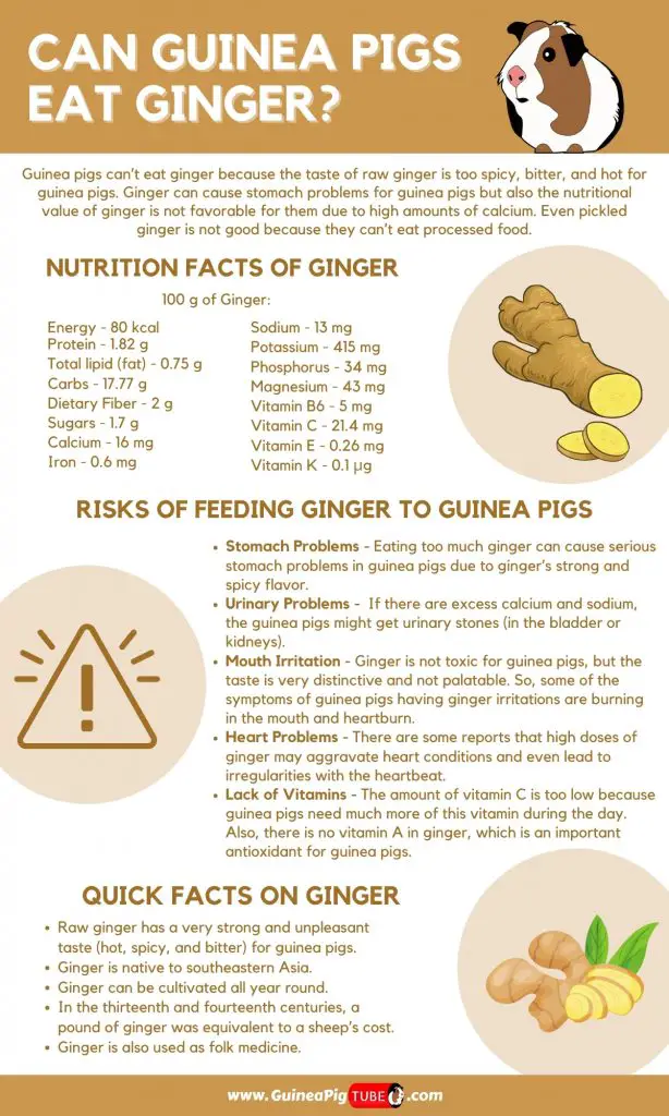 Can Guinea Pigs Eat Ginger_1