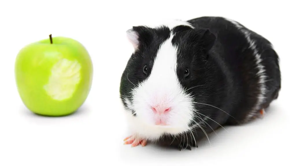 ¿Pueden las cobayas comer la piel de la manzana verde