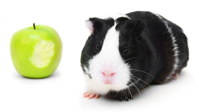 Can Guinea Pigs Eat Green Apple Skin