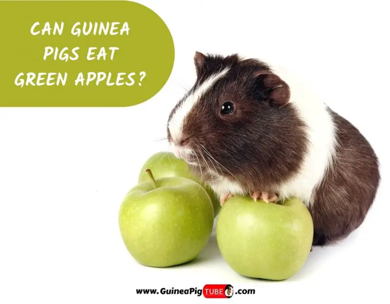 Can Guinea Pigs Eat Green Apples_