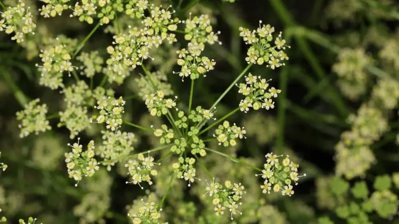 Can Guinea Pigs Eat Parsley Flowers