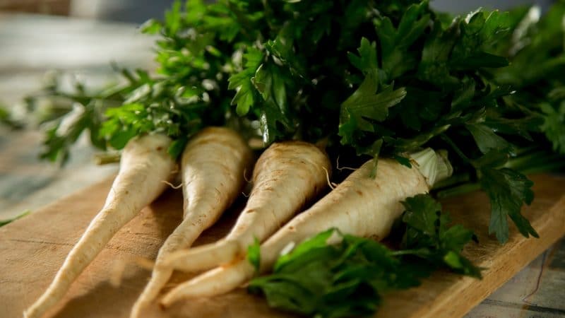 Can Guinea Pigs Eat Parsley Root