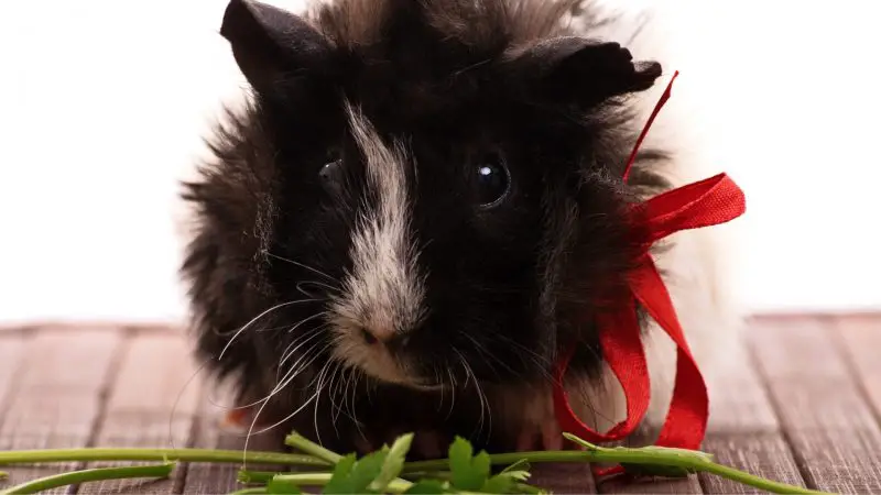 Can Guinea Pigs Eat Parsley Stems Parsley Stalks
