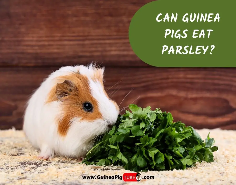 Can Guinea Pigs Eat Parsley? (Benefits, Risks, Serving Size & More