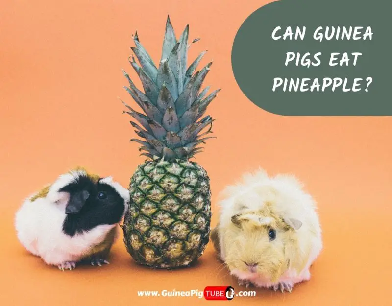 Can Guinea Pigs Eat Pineapple_