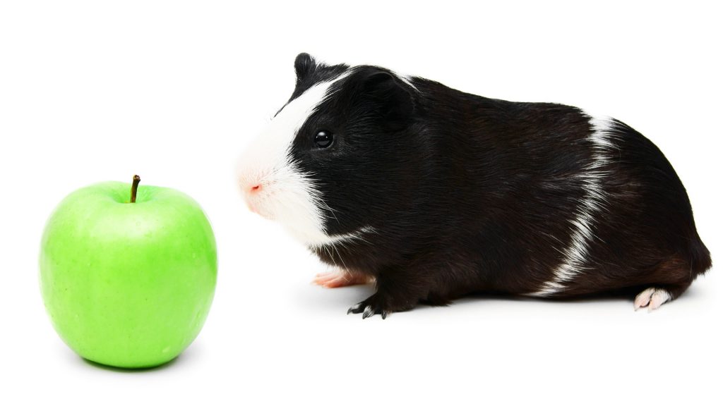 ¿Pueden las cobayas comer una manzana verde entera