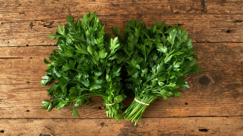 Health Benefits of Parsley for Guinea Pigs