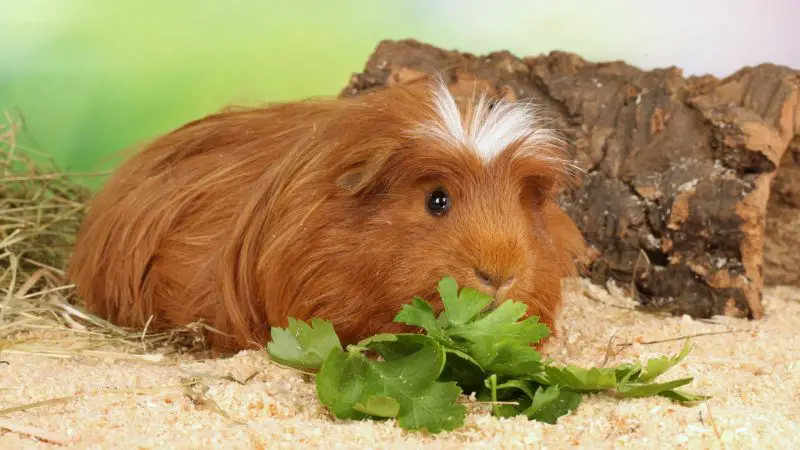 How Much Parsley Can Guinea Pigs Eat