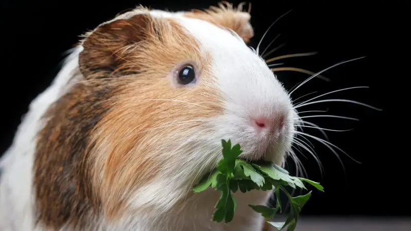 Is Parsley Bad for Guinea Pigs