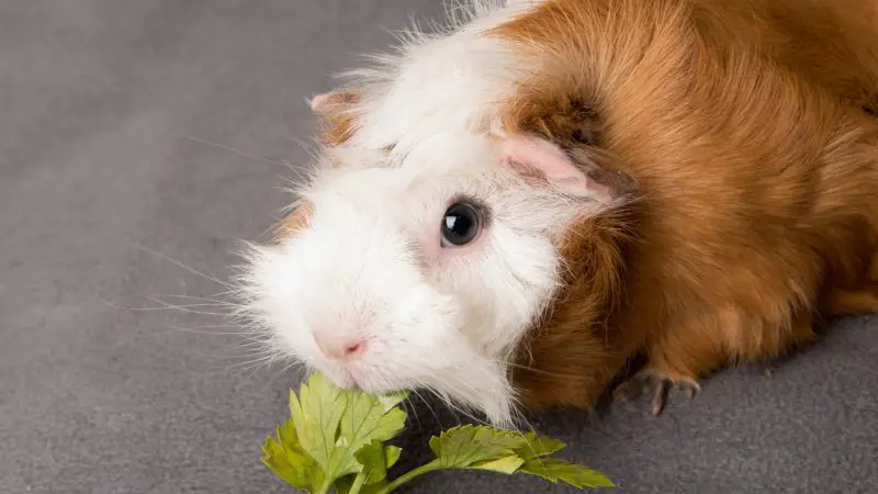 More Information About Parsley and Guinea Pigs