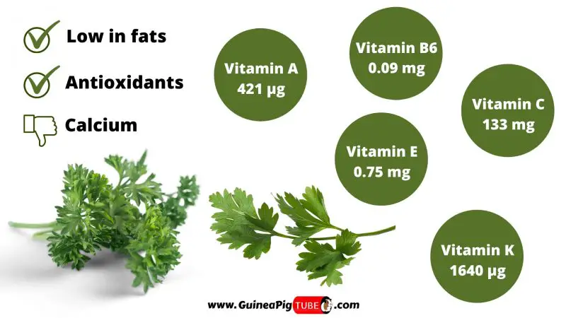 Nutrition Facts of Parsley for Guinea Pigs